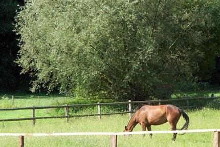 Haus Todendorf - 4 Zimmer, 124 m&sup2;, 1.600&euro; | Angebot:22349381