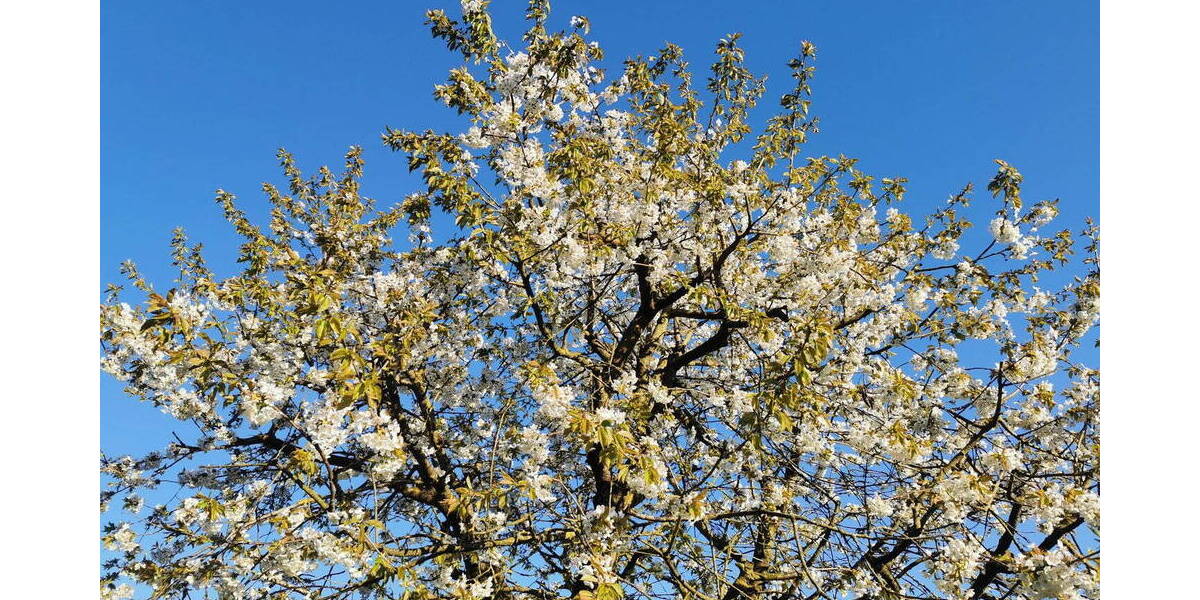 Einfamilienhaus Lübeck St. Lorenz Nord - 5 Zimmer, 125 m&sup2;, 669.000&euro; | Angebot:26188604