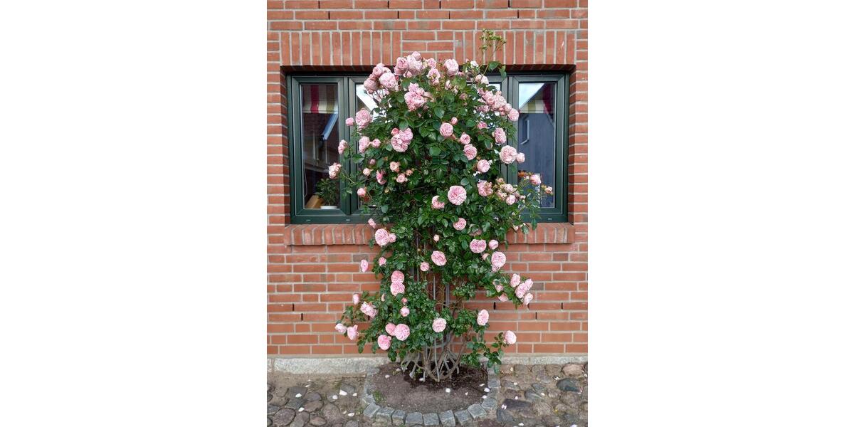 Einfamilienhaus Dassow - 450.000&euro; | Angebot:26858124