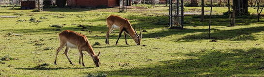 Wildpark Eekholt in Schleswig-Holstein