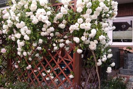 Haus Bad Schwartau - 4 Zimmer, 99 m&sup2;, 459.000&euro; | Angebot:25238580