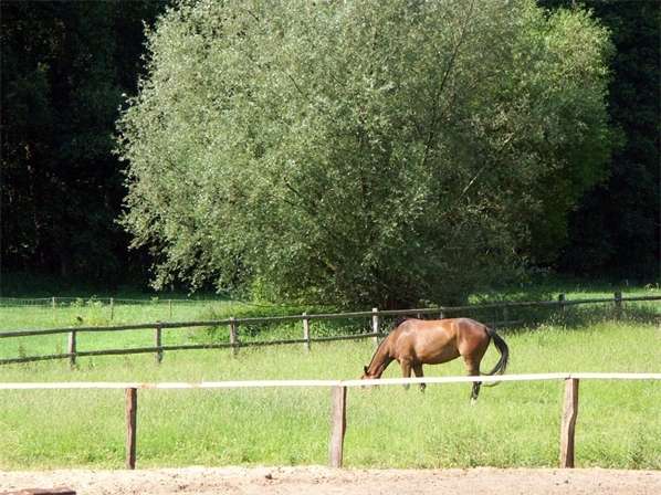 Haus zum Mieten in Todendorf 1.600 € 124 m² 4 zimmer