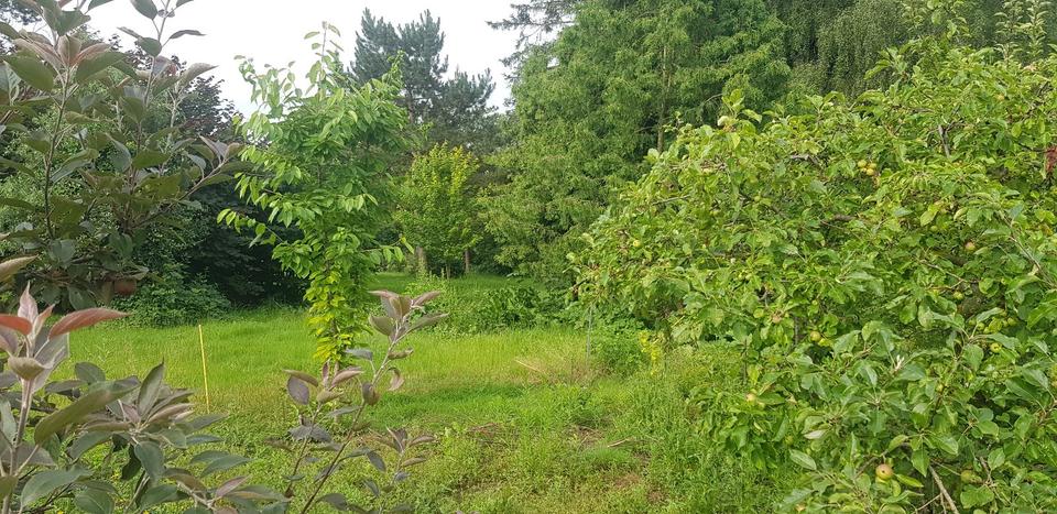 Zimmer in HausWG mit großem Garten 10 zimmer