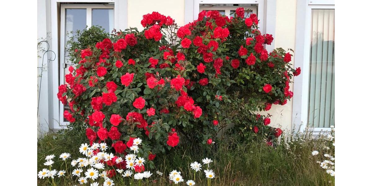 Etagenwohnung Stockelsdorf - 2 Zimmer, 80 m&sup2;, 800&euro; | Angebot:24768448