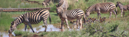 Serengeti-Park Hodenhagen Safari