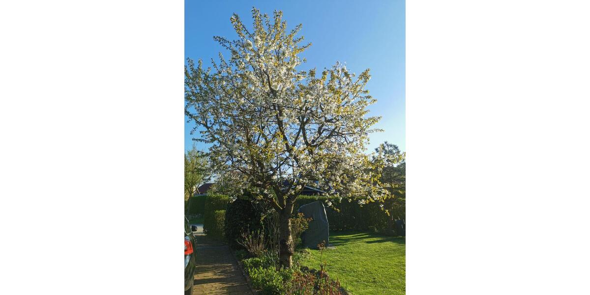 Haus in begehrter Wohnlage in Groß Steinrade zu verkaufen 5 zimmer